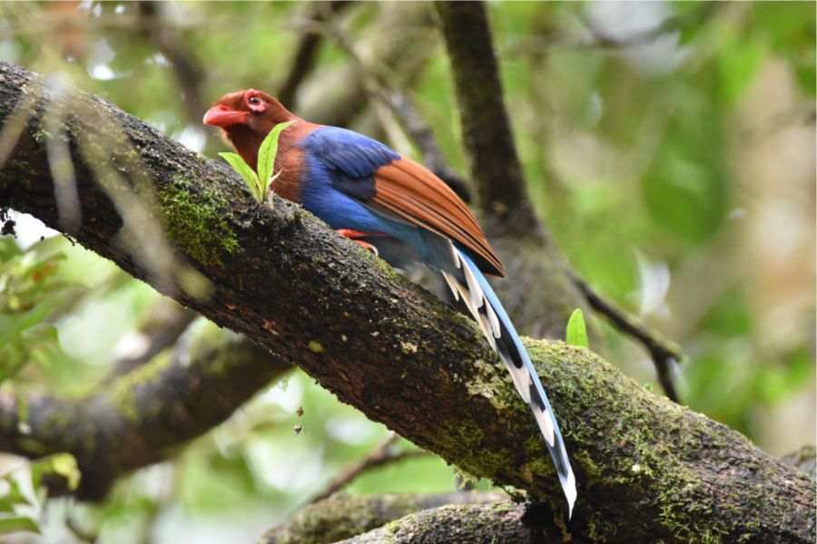 Blue magpie bird