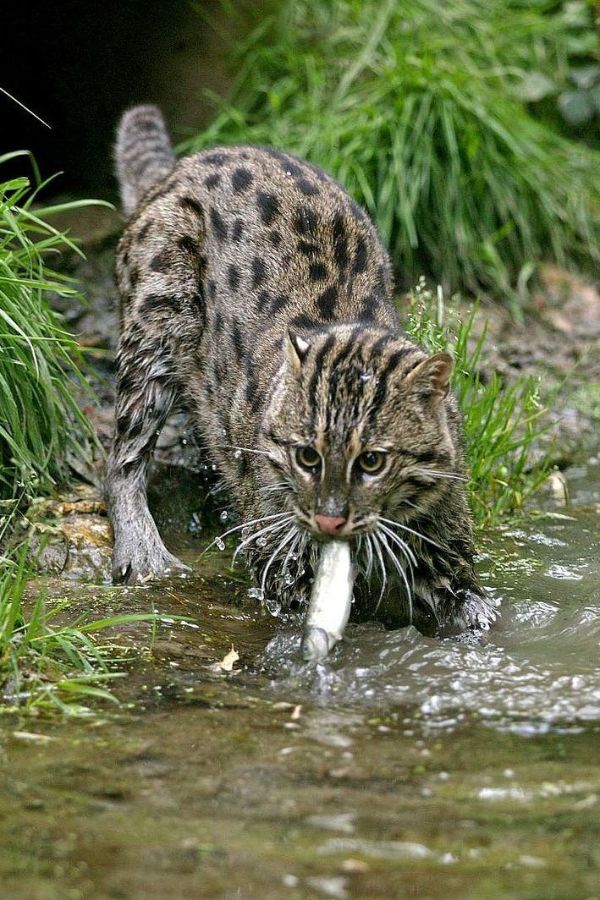 fishing cat