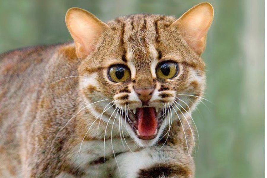 rusty spotted cat