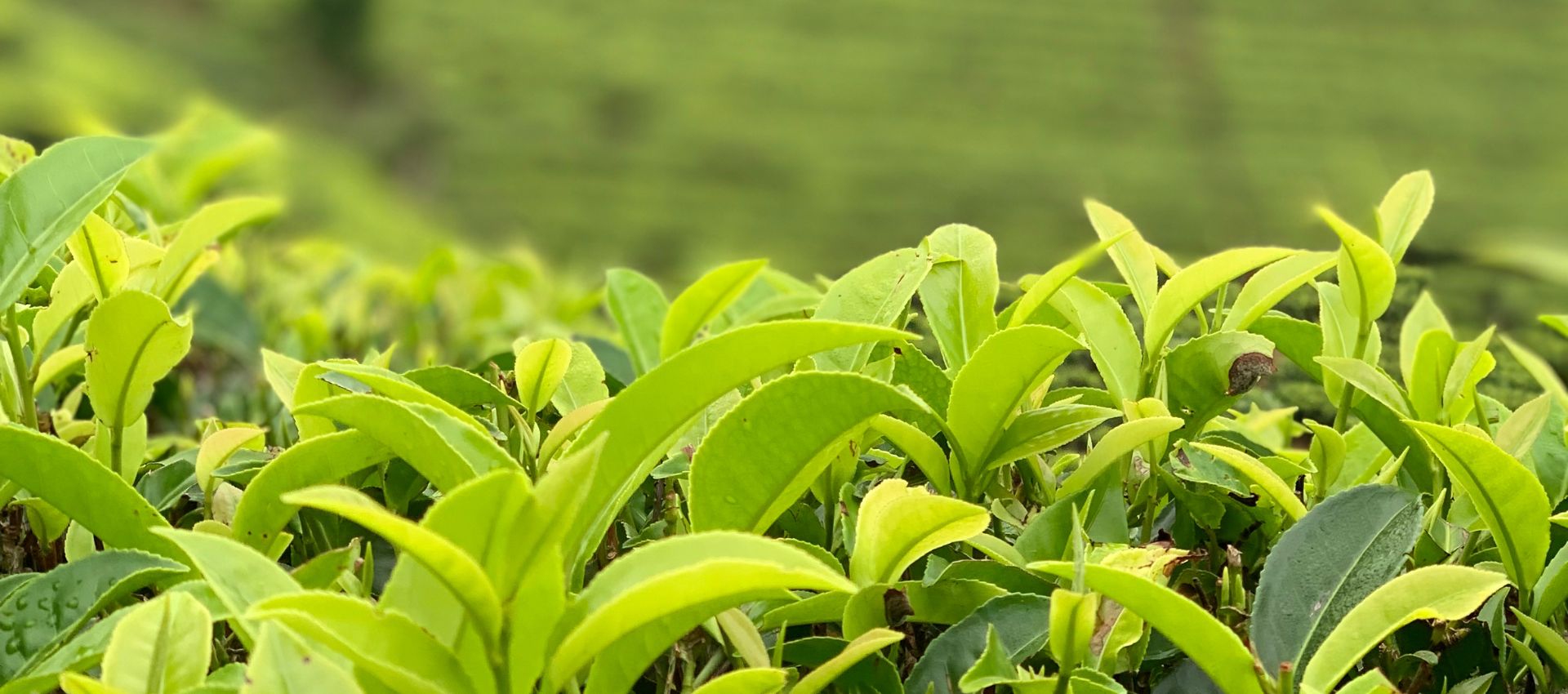 Tea estates