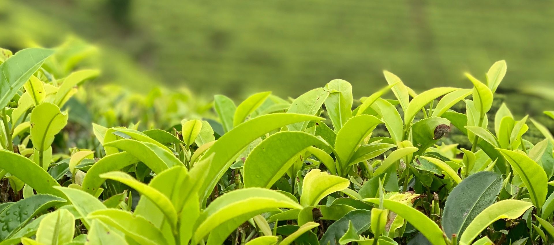 Discover the Heart of Sri Lanka's Tea Country