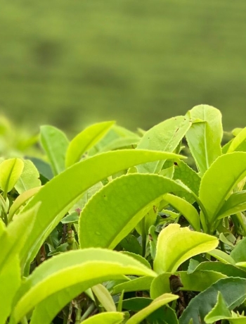 Discover the Heart of Sri Lanka's Tea Country